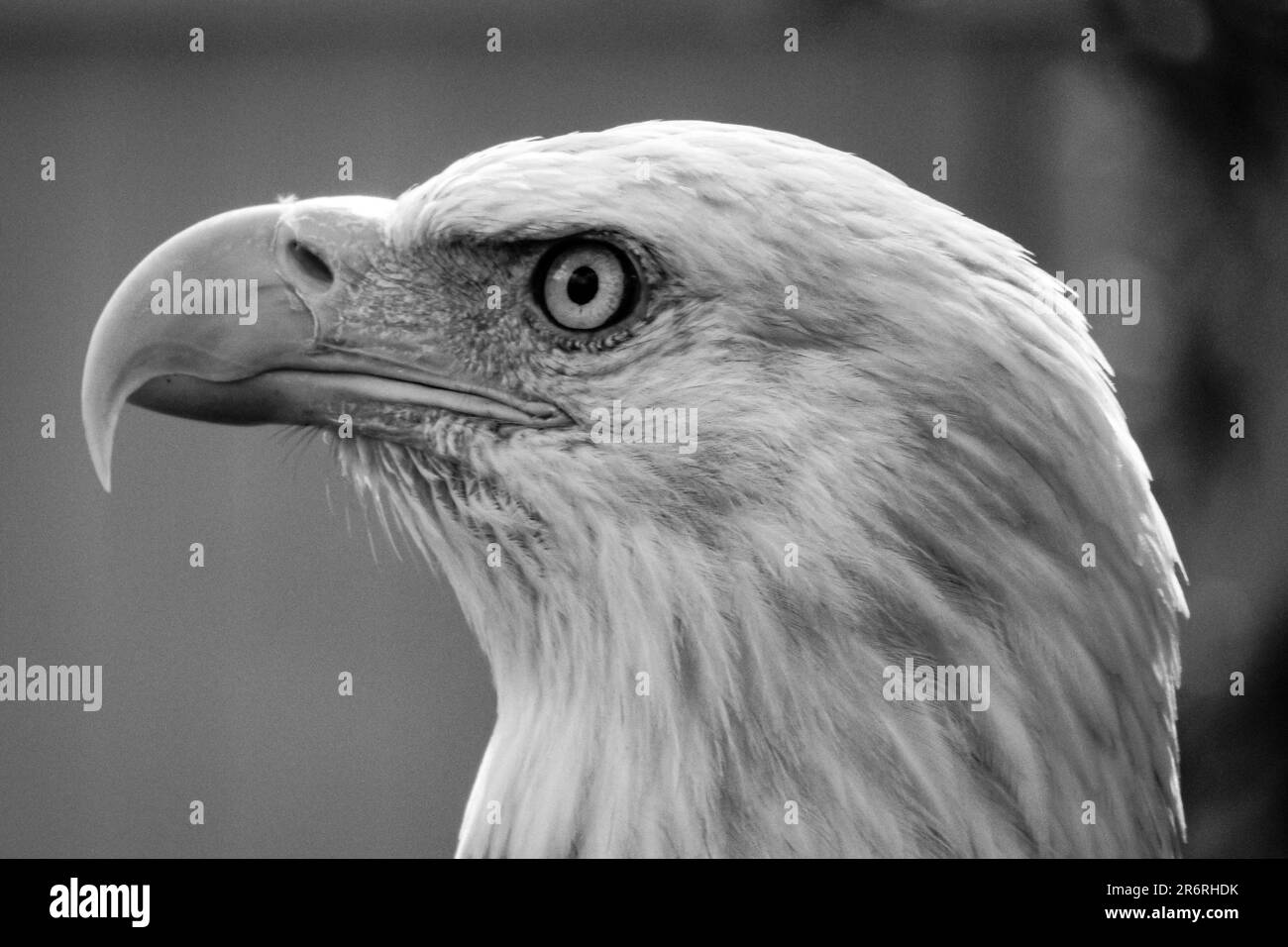 Ein markantes Schwarz-Weiß-Bild des mutigen Adlergesichts, das mit seinem stechenden Blick auf die Ferne blickt Stockfoto