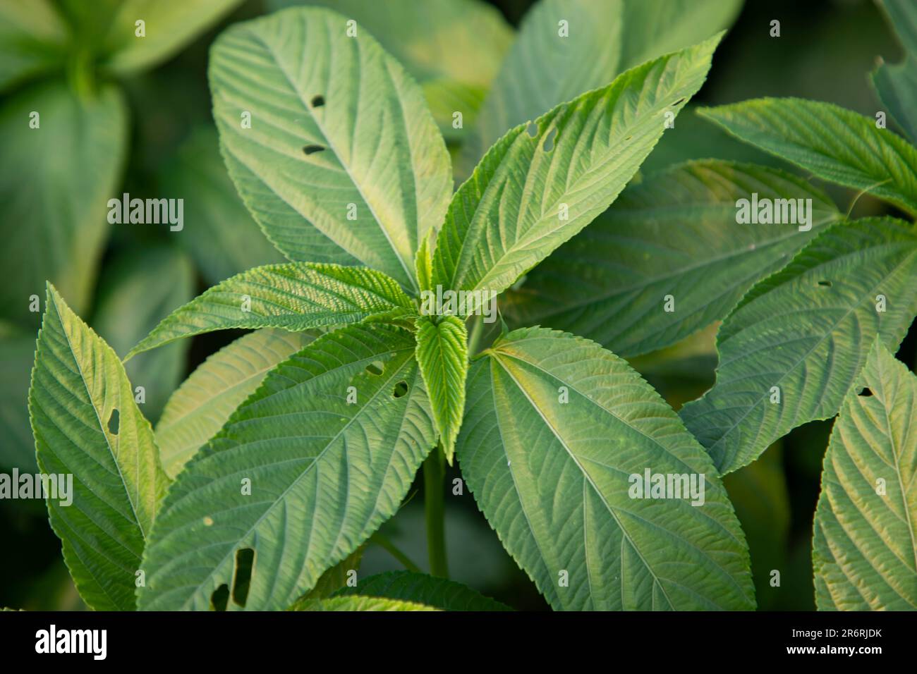 Natürliche grüne Jute hinterlässt Nahaufnahmen auf dem Feld von Bangladesch Stockfoto