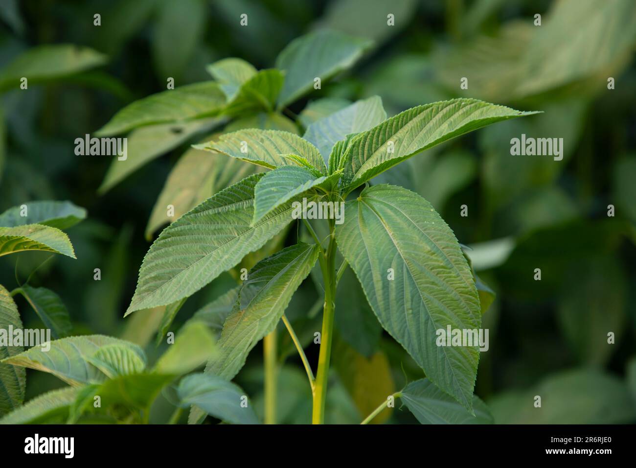 Natürliche grüne Jute hinterlässt Nahaufnahmen auf dem Feld von Bangladesch Stockfoto