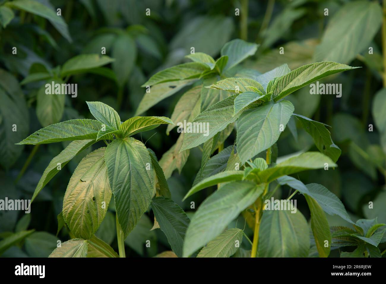 Natürliche grüne Jute hinterlässt Nahaufnahmen auf dem Feld von Bangladesch Stockfoto