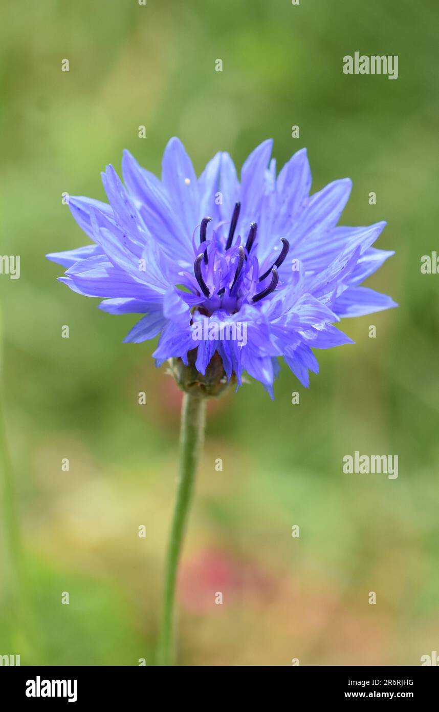 Kornblume Centaurea cyanus Nahaufnahme auf grünem Hintergrund Stockfoto