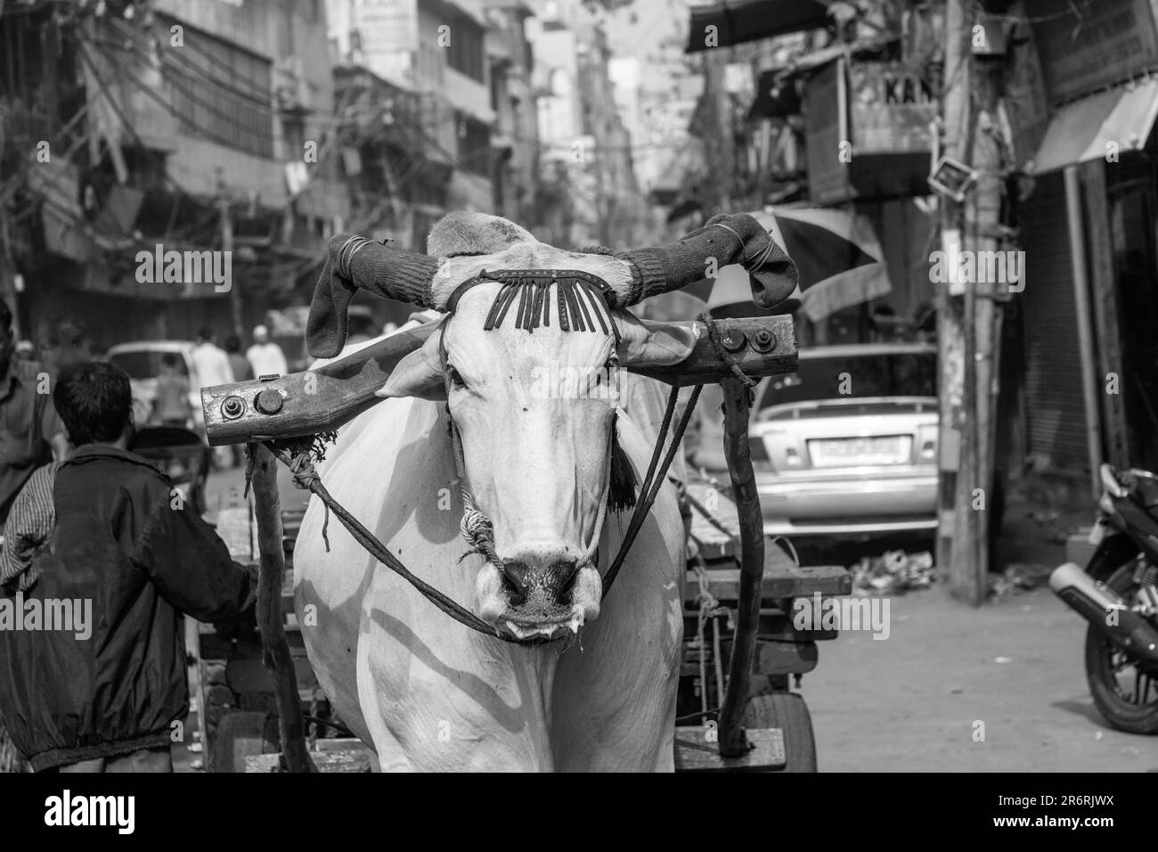 Ochsenwagen Transport am frühen Morgen in Old Delhi, Indien Stockfoto