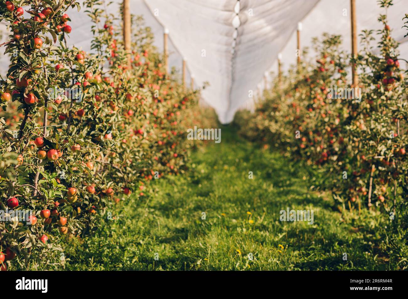 Reife Äpfel in Obstgärten, bereit für die Ernte intensiver Landwirtschaft Stockfoto