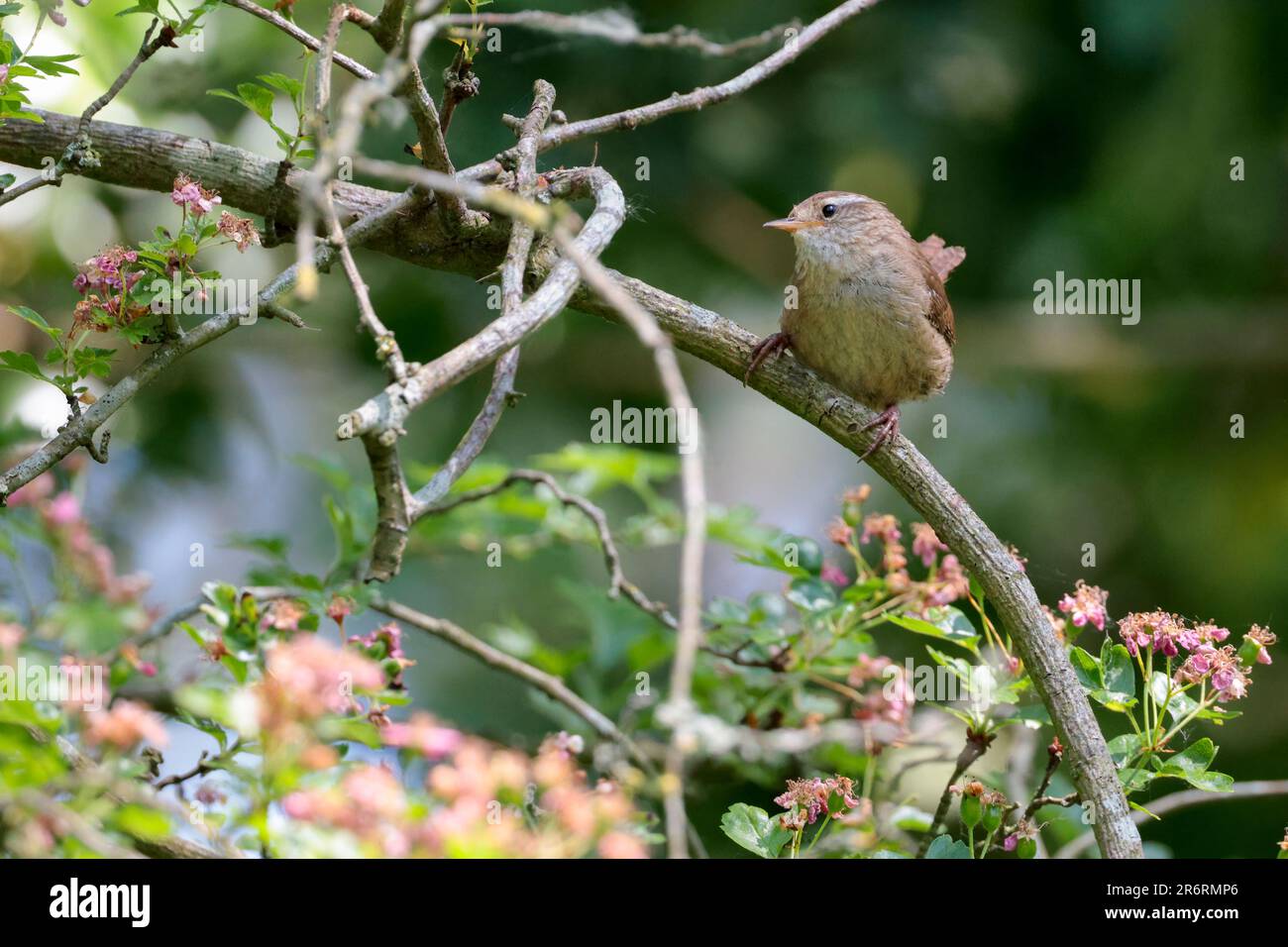 Wren Troglodytes x2, kleiner runder Vogel, kurzer, gespannter, fein gezogener, rötlich-brauner Oberkörper und gebürsteter Unterboden am Ast im Frühsommer Stockfoto