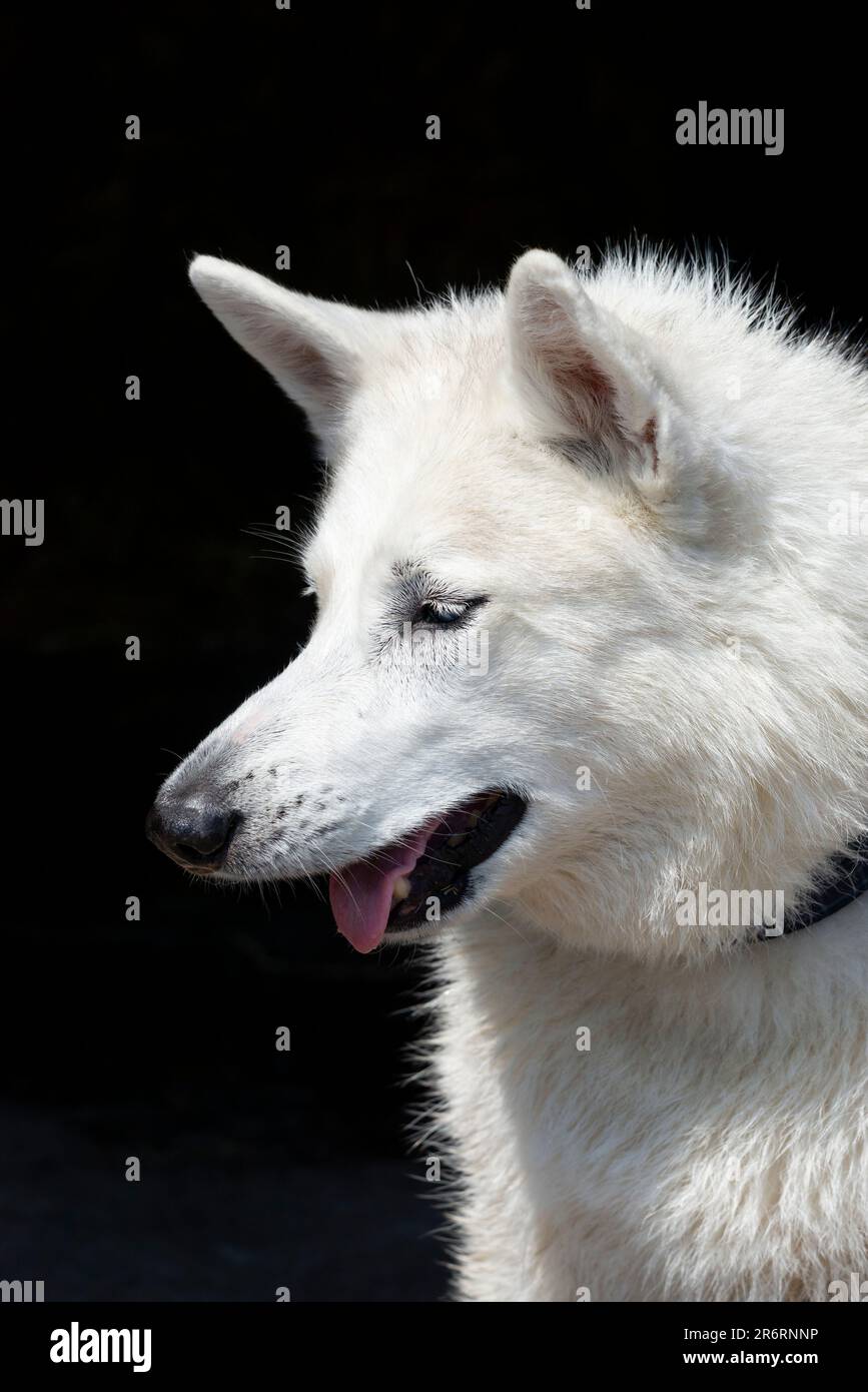 Nahaufnahme eines weißen Hundes im Freien in der Sommersonne. Seitenansicht mit deutlichem Überbiss. Stockfoto