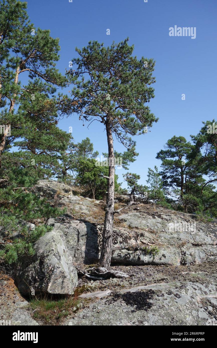 Ruhe und Frieden in finnischer Natur Stockfoto