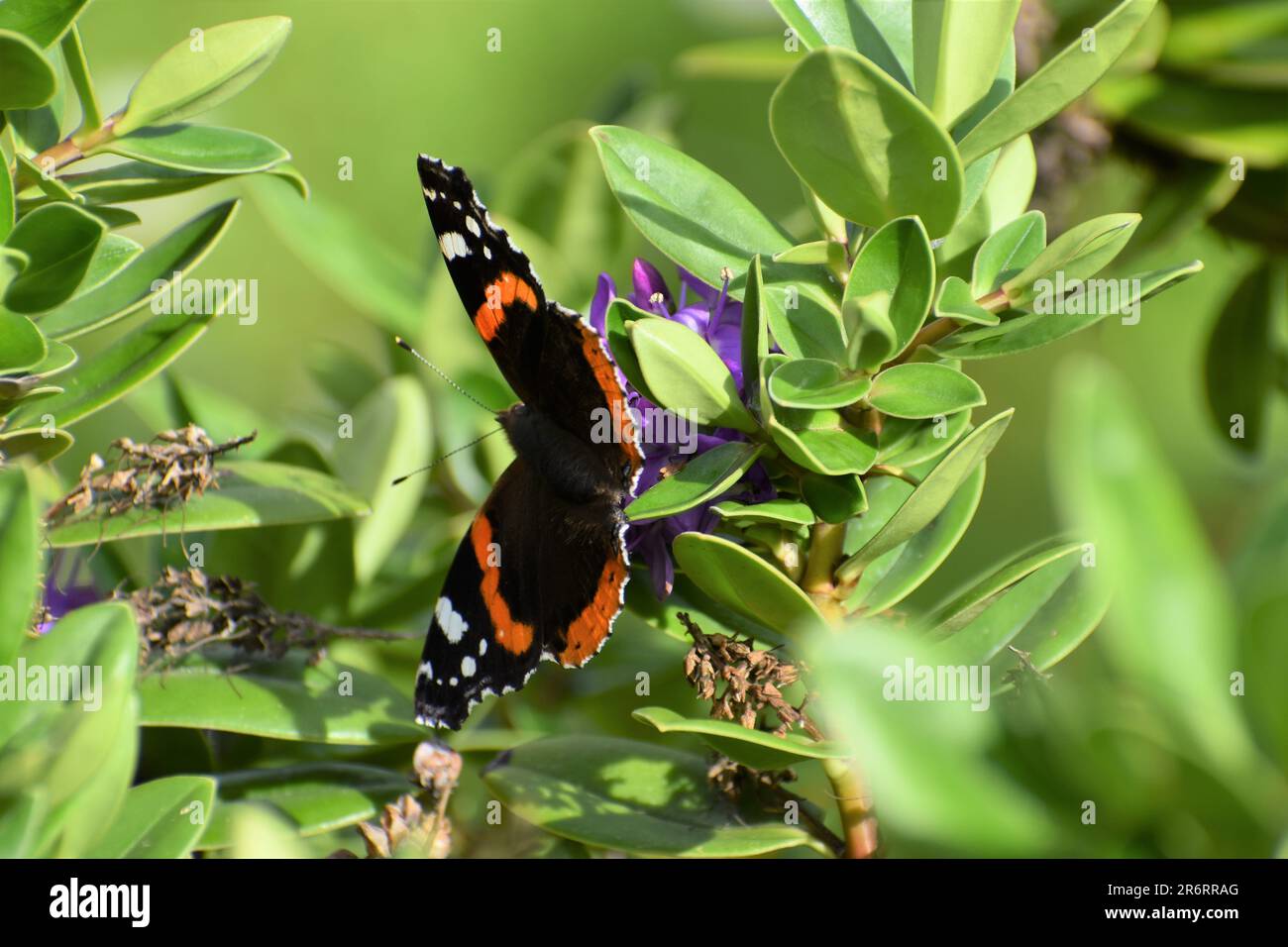 Der Schmetterling auf dem Baum Stockfoto
