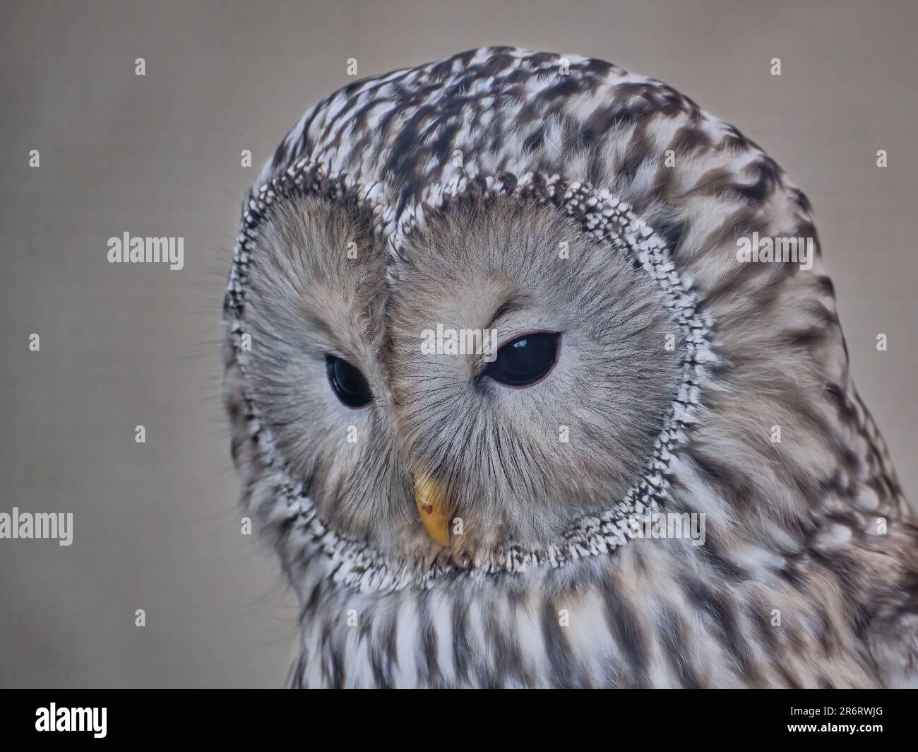 Uraleule Porträt Stockfoto