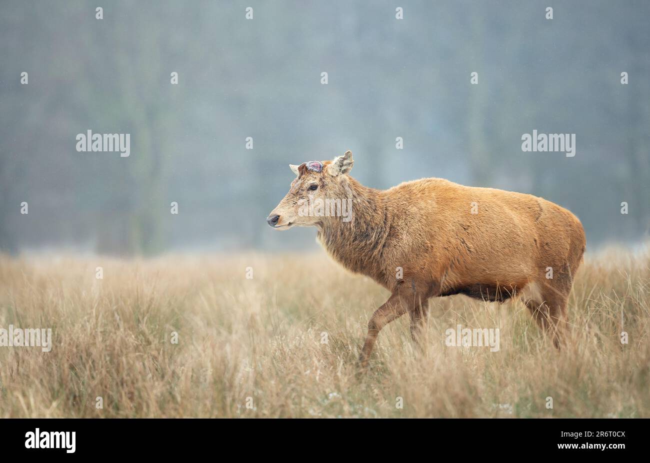 Nahaufnahme eines Hirschgeweihs, der kürzlich sein Geweih in Großbritannien abgelegt hat. Stockfoto