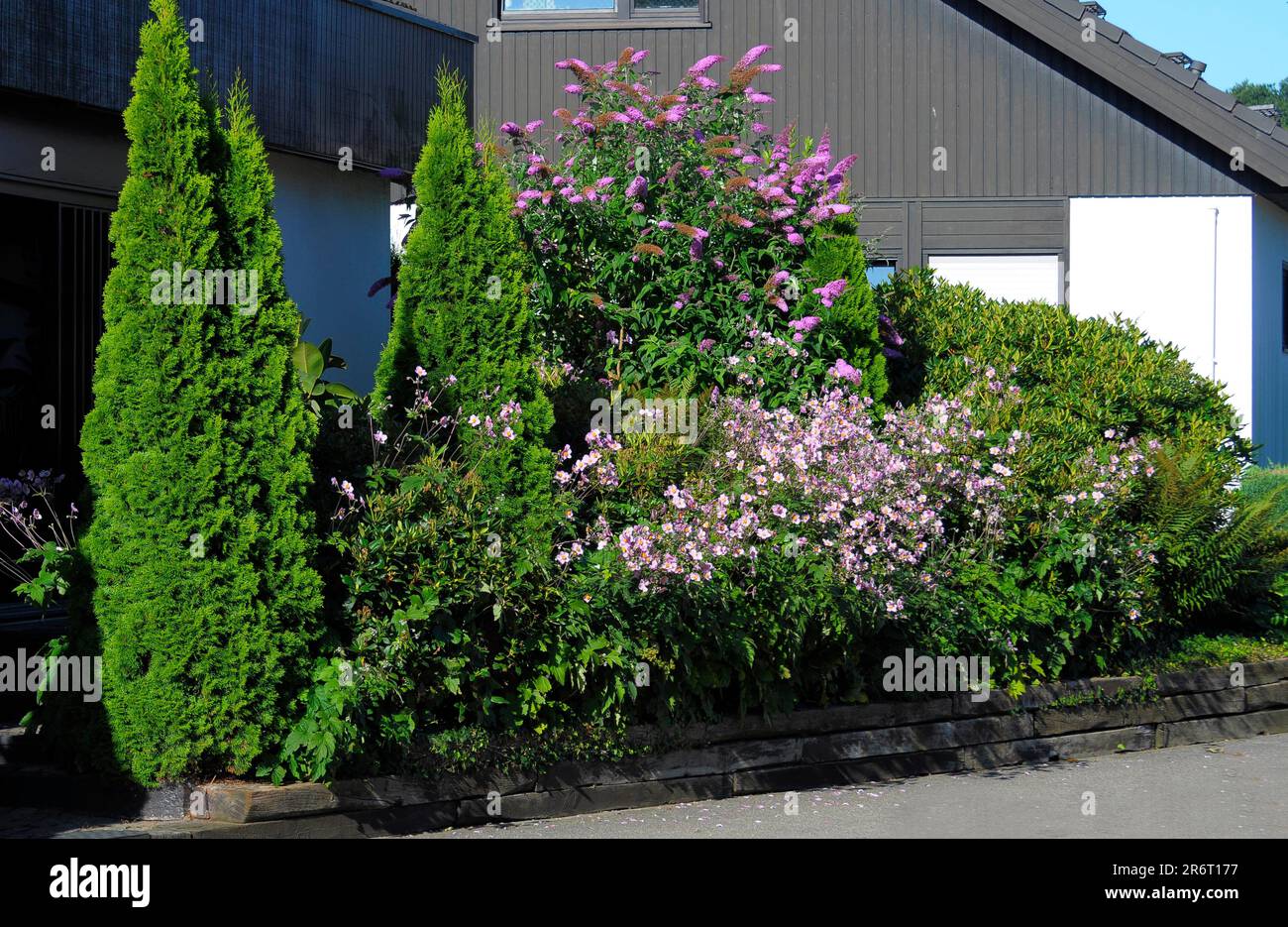 Vorgarten im Haus mit sommerlichem Flieder Stockfoto