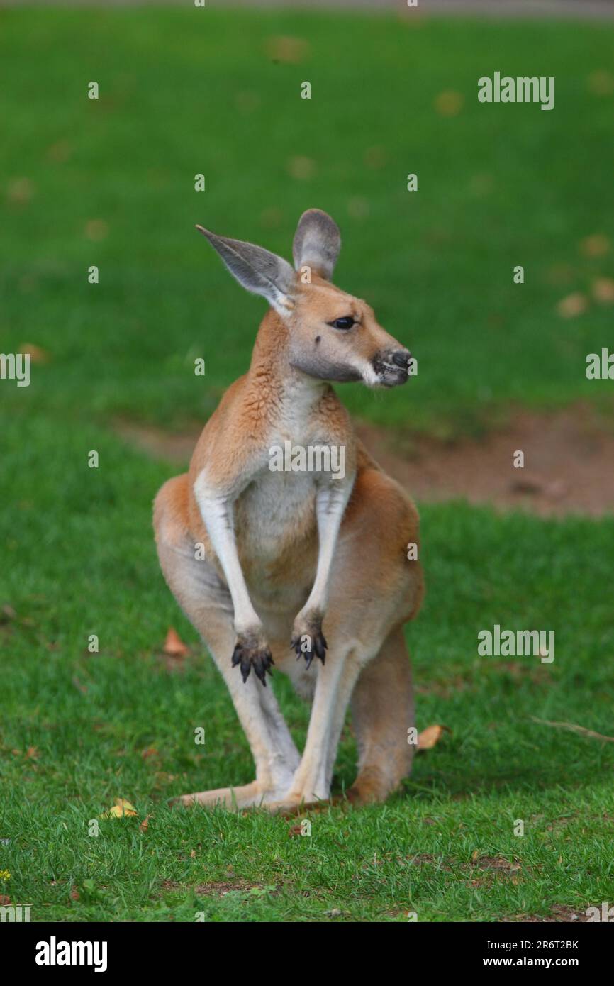 Rotes Känguru (Macropus rufus) Riesenkänguru Rotes Känguru Stockfoto