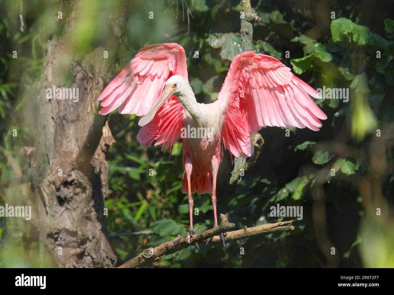 Pink Spoonbill Roseate Spoonbill Ajaila ajala Stockfoto