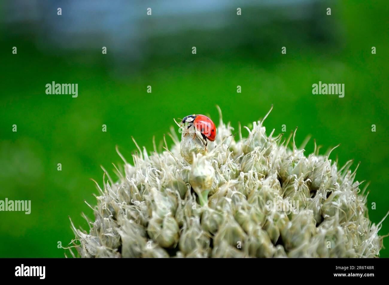 Marienkäfer auf Zwiebelblüte, asiatischer Frauenkäfer (Harmonia axyridis) Zwiebel, Zwiebel (Allium cepa), Zwiebel (Allium cepa), Gartenzwiebel, Sommerzwiebel Stockfoto