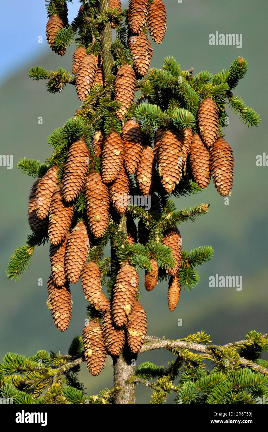 Fichte (Picea abies), Tannenzapfen, gewöhnliche Fichte, rote Fichte Stockfoto