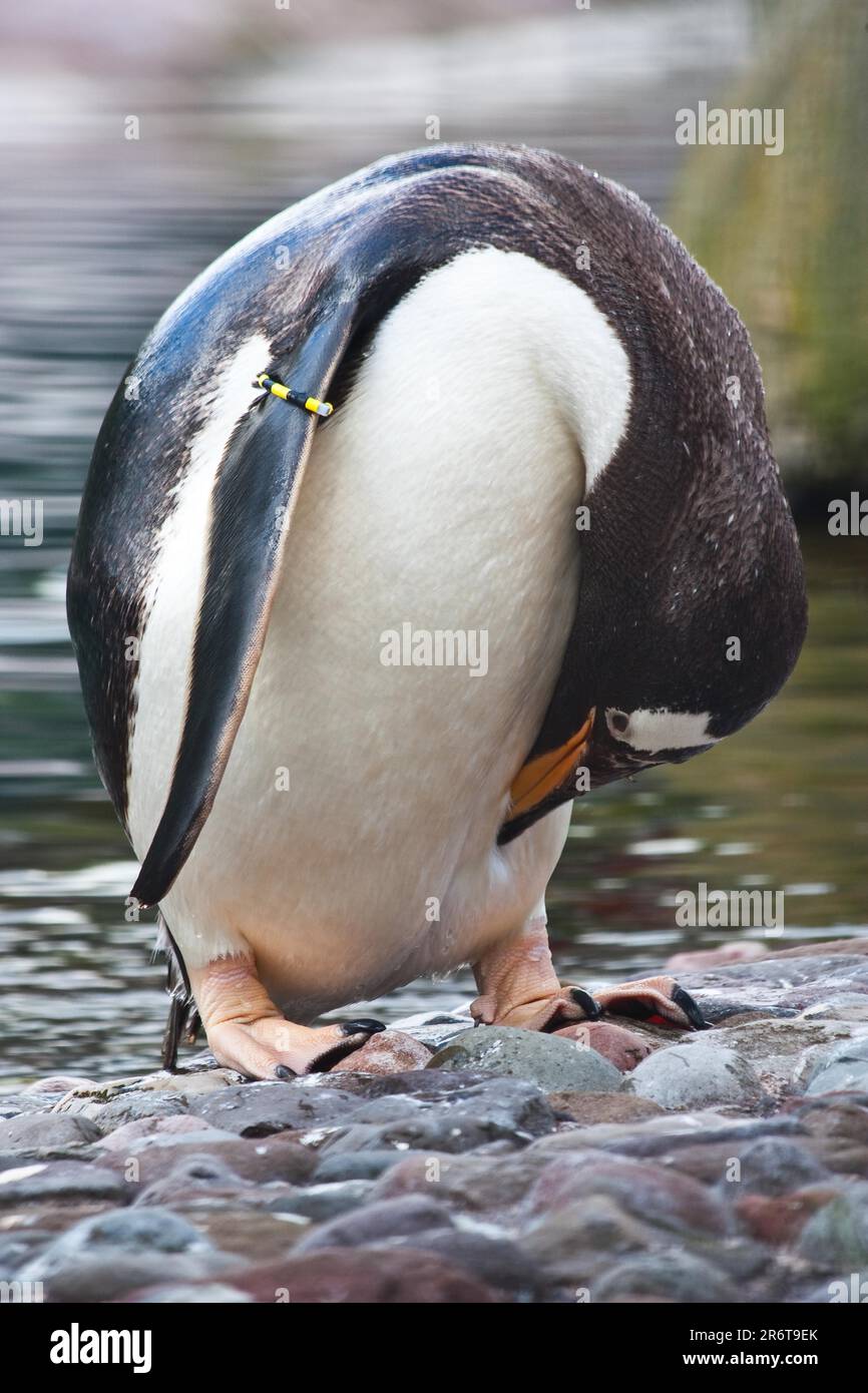 Lateinischer Name (Pygoscelis Papua), typisch für Falklandinseln Stockfoto