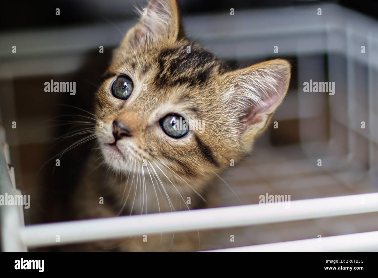 Verängstigte und überraschte Katze, die mit offenen Augen aufblickt. Die Hauskatze guckt um die Ecke. Nahaufnahme. Stockfoto