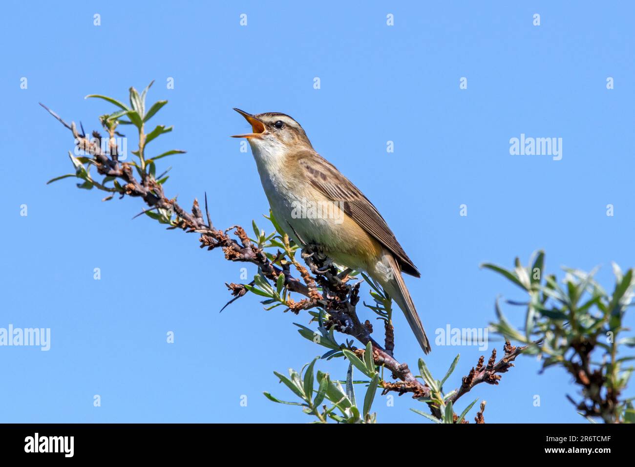 Im Busch hoch aufragend und im Frühling gesungen/gerufen Stockfoto