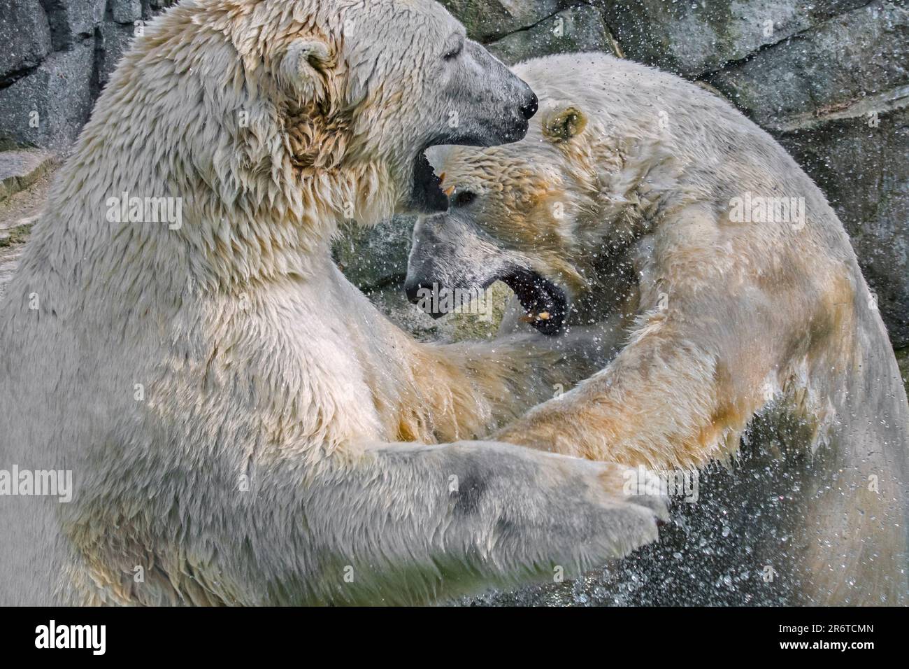 Zwei Eisbären (Ursus maritimus) spielen an einem heißen Sommertag im Wasser des Pools im Zoo Stockfoto