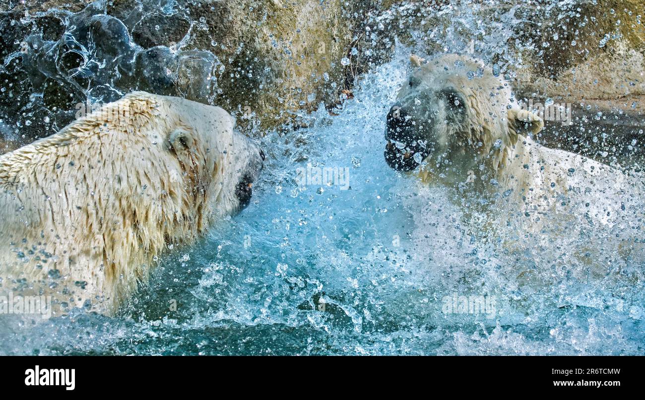 Zwei Eisbären (Ursus maritimus) spritzen Wasser, während sie spielen/kämpfen im Pool im Zoo an einem heißen Tag im Sommer Stockfoto