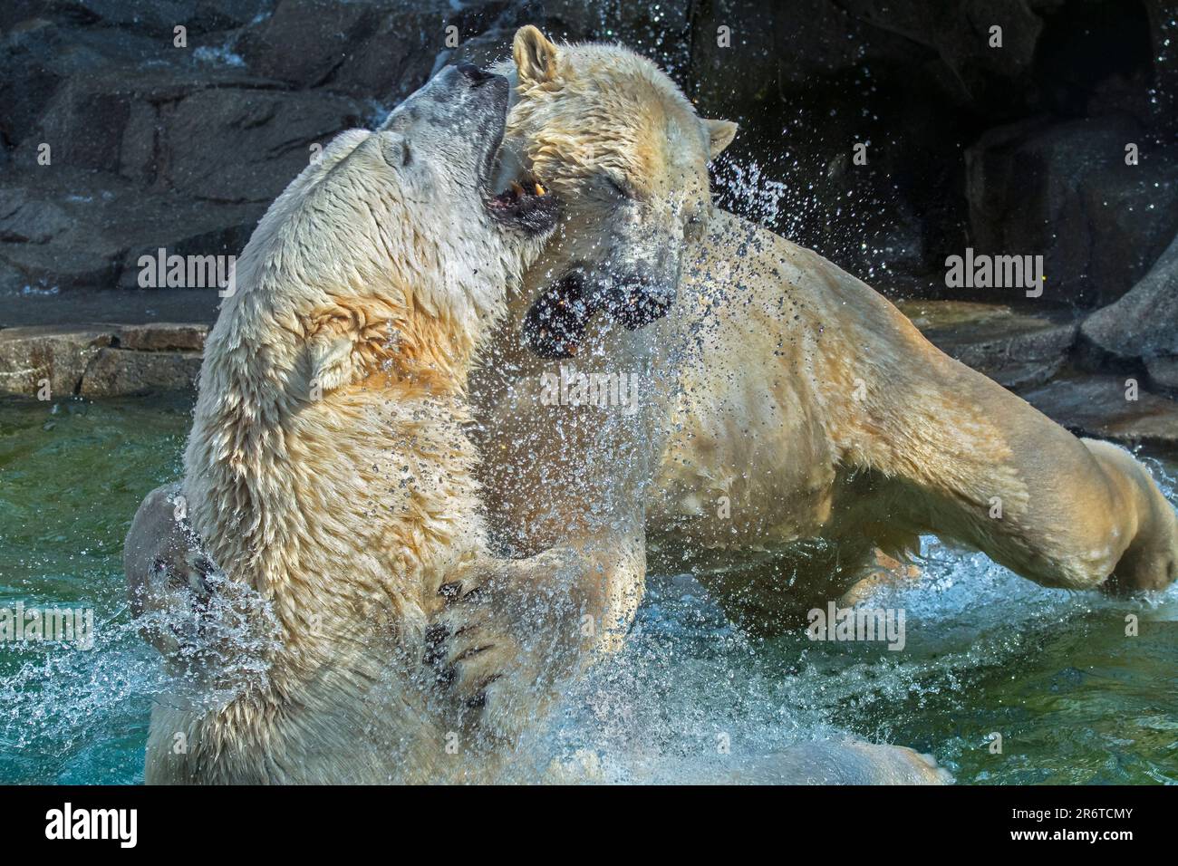 Zwei Eisbären (Ursus maritimus) spritzen Wasser, während sie spielen/kämpfen im Pool im Zoo an einem heißen Tag im Sommer Stockfoto