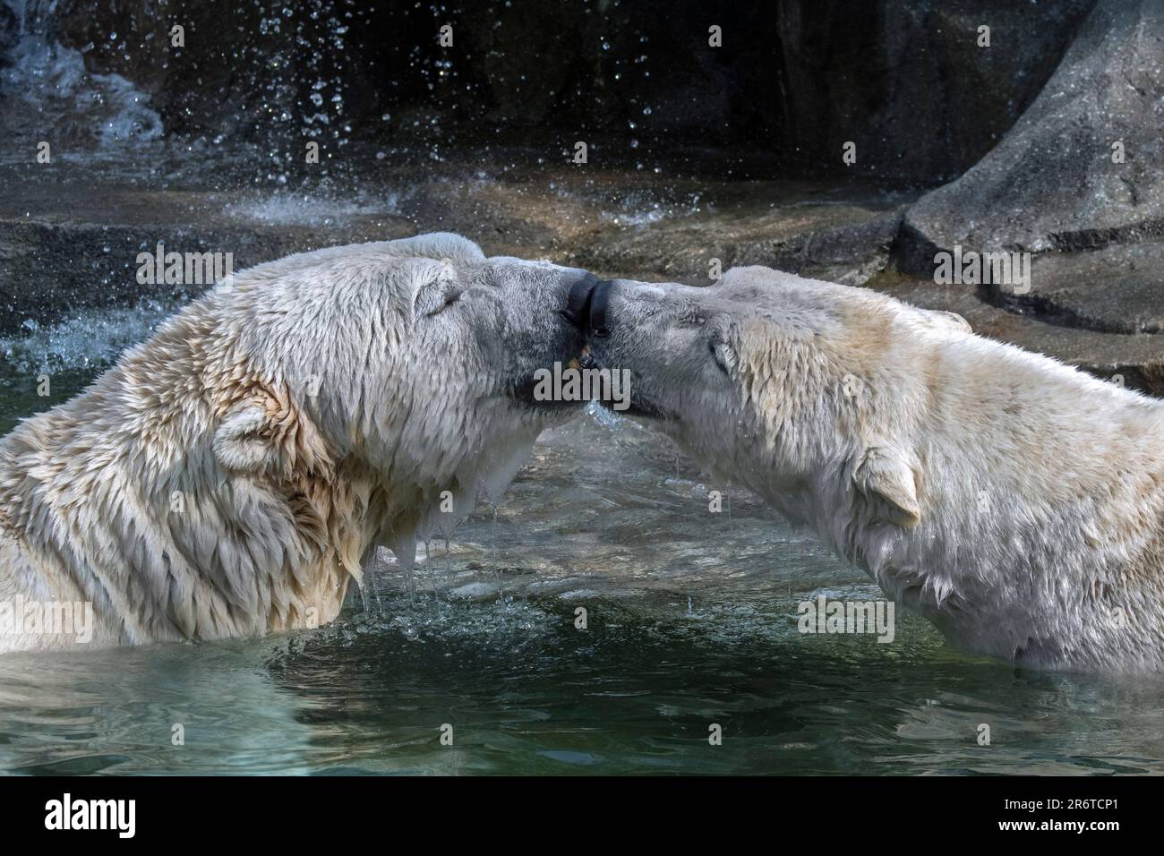 Zwei Gefangene Eisbären (Ursus maritimus) küssen sich im Wasser des Pools im Zoo an einem heißen Sommertag Stockfoto