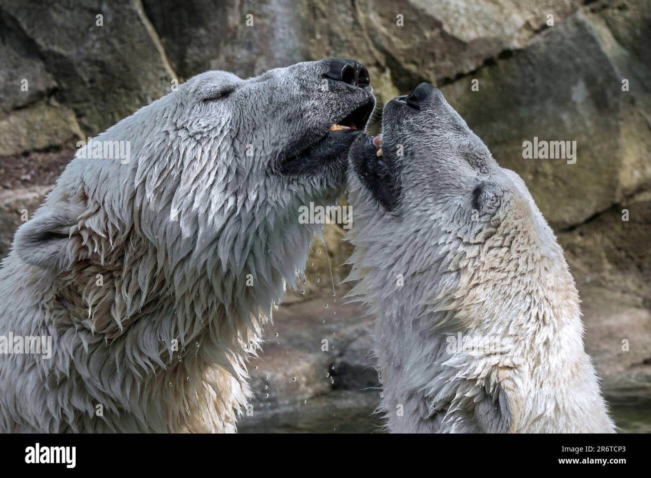Zwei Eisbären (Ursus maritimus), die sich an einem heißen Sommertag im Wasser des Pools im Zoo herumtreiben Stockfoto