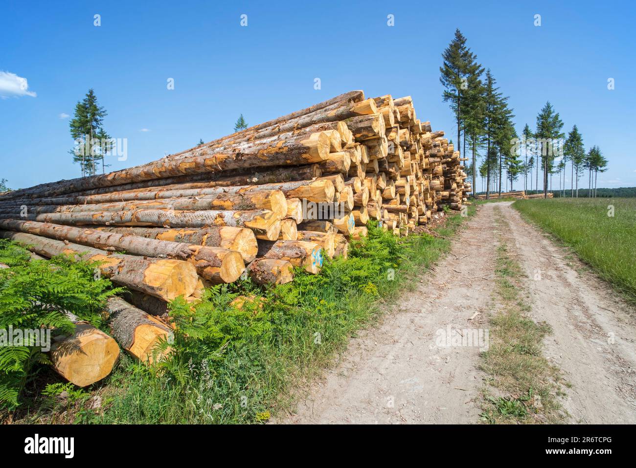 Entwaldung mit riesigen Holzstämmen in Nadelholzwäldern mit einigen verbleibenden Kiefern, Vlessart, Belgische Ardennen, Belgien Stockfoto