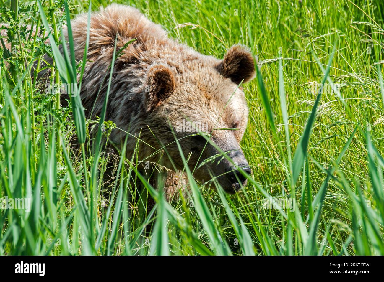 Der Europäische Braunbär (Ursus arctos) als Futtersucher im Grasland im Sommer Stockfoto
