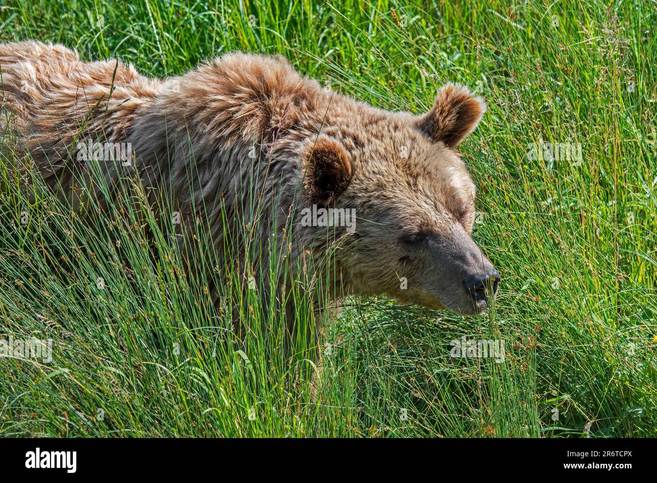 Der Europäische Braunbär (Ursus arctos) als Futtersucher im Grasland im Sommer Stockfoto