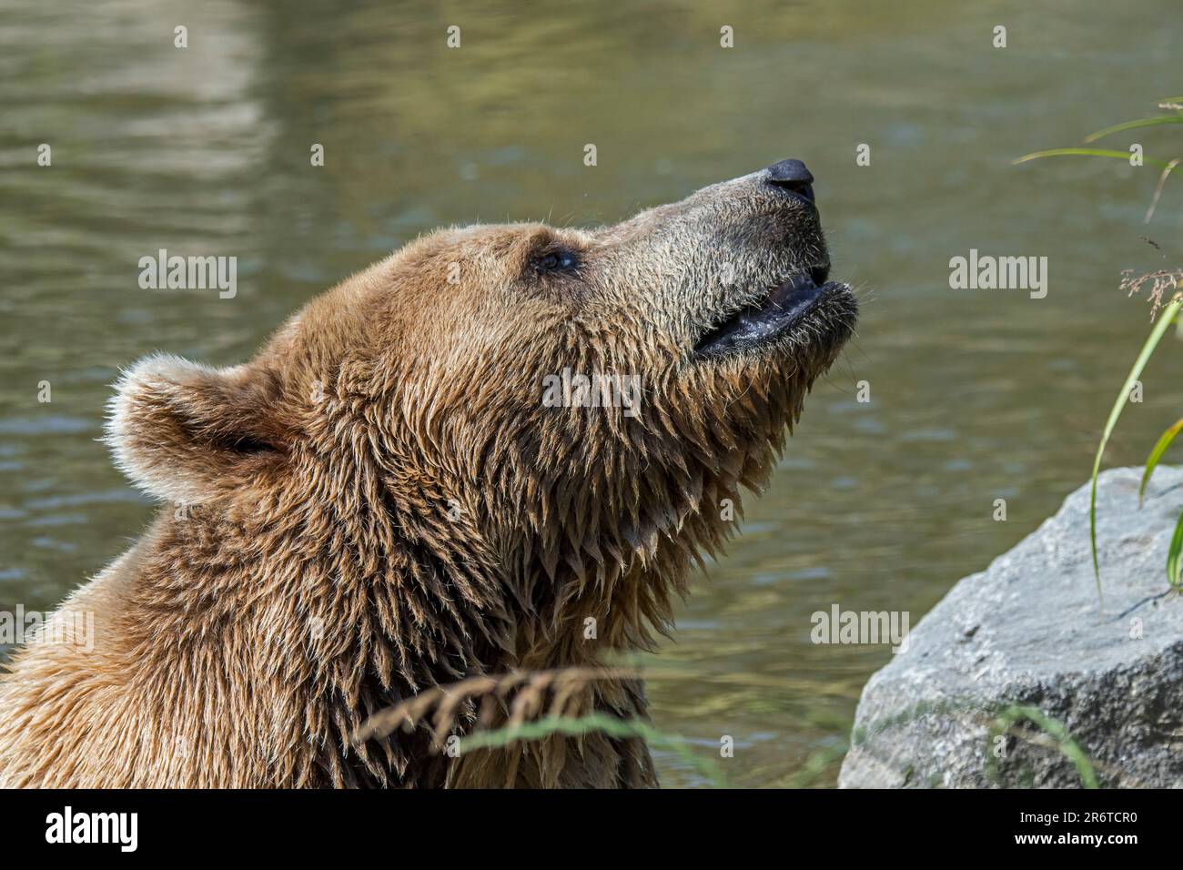 Europäischer Braunbär (Ursus arctos) Nahaufnahme im Teich Stockfoto