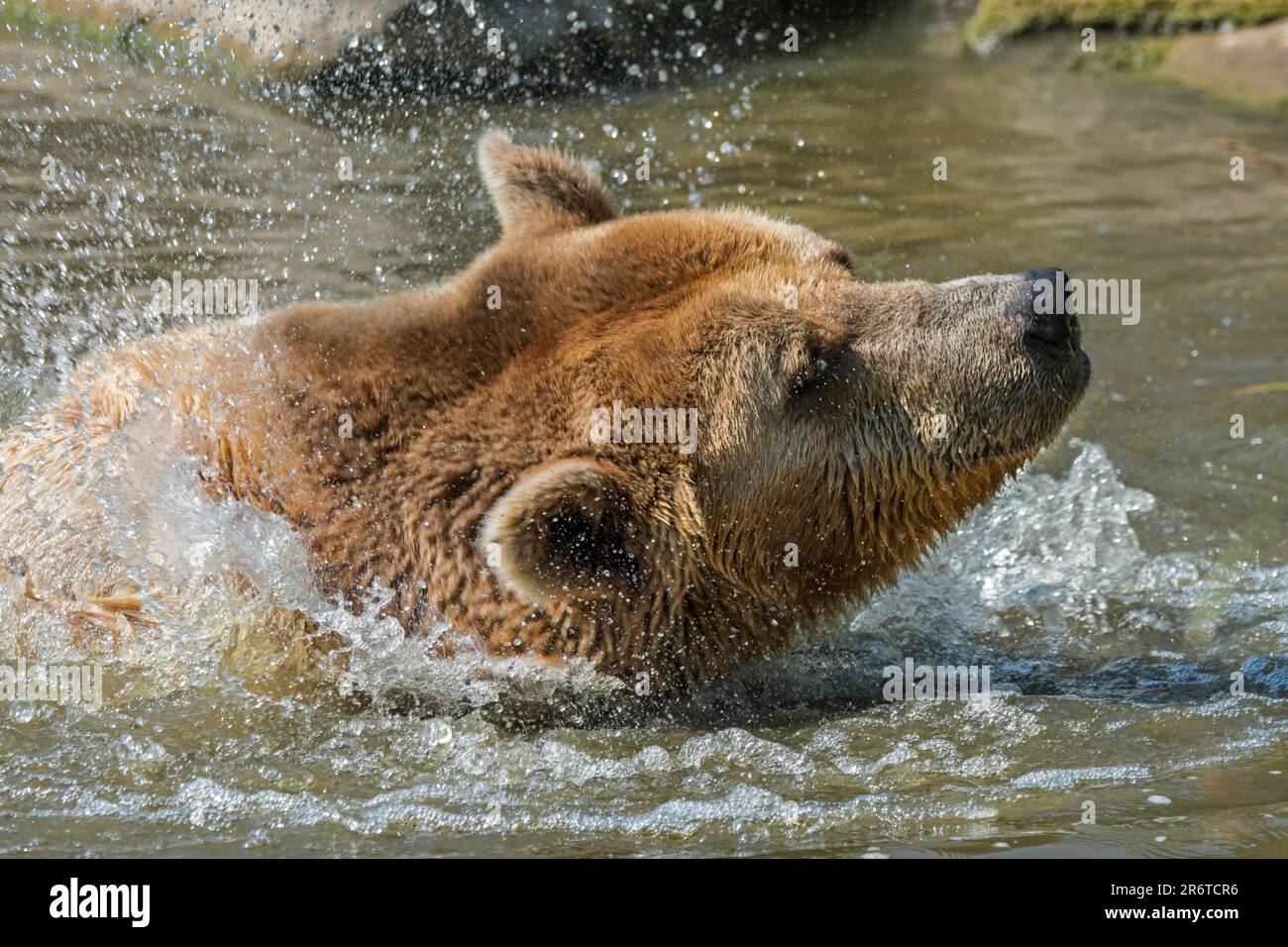 Nahaufnahme eines badenden europäischen Braunbären (Ursus arctos), der den Kopf im Teich trocken schüttelt Stockfoto
