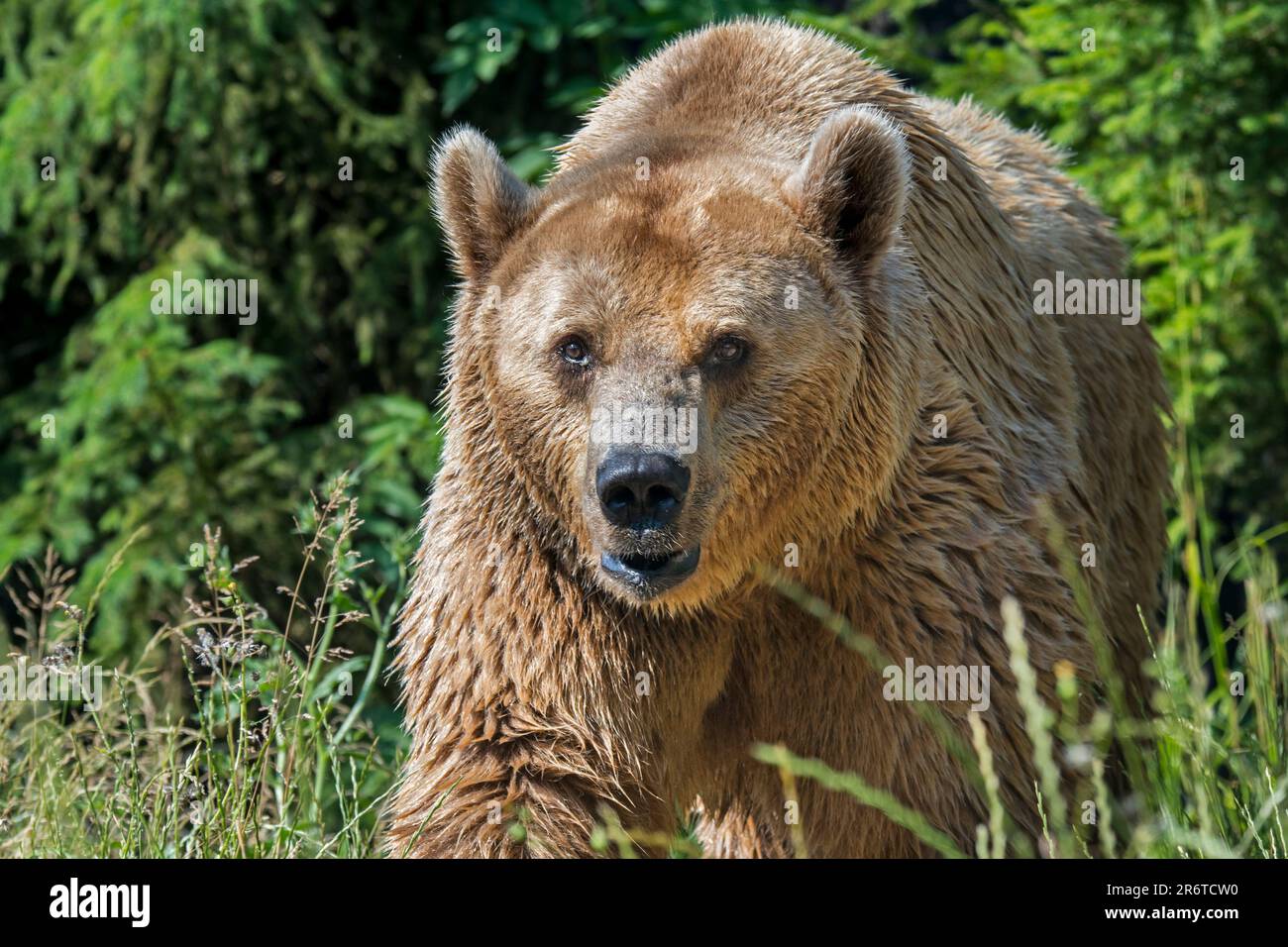 Der Europäische Braunbär (Ursus arctos), der im Sommer im Grünland am Waldrand forstet Stockfoto