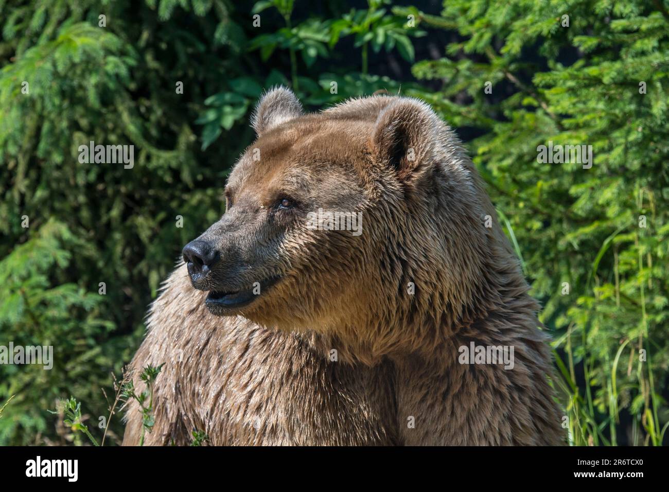 Der Europäische Braunbär (Ursus arctos), der im Sommer an Nadelwäldern im Grünland forstet Stockfoto