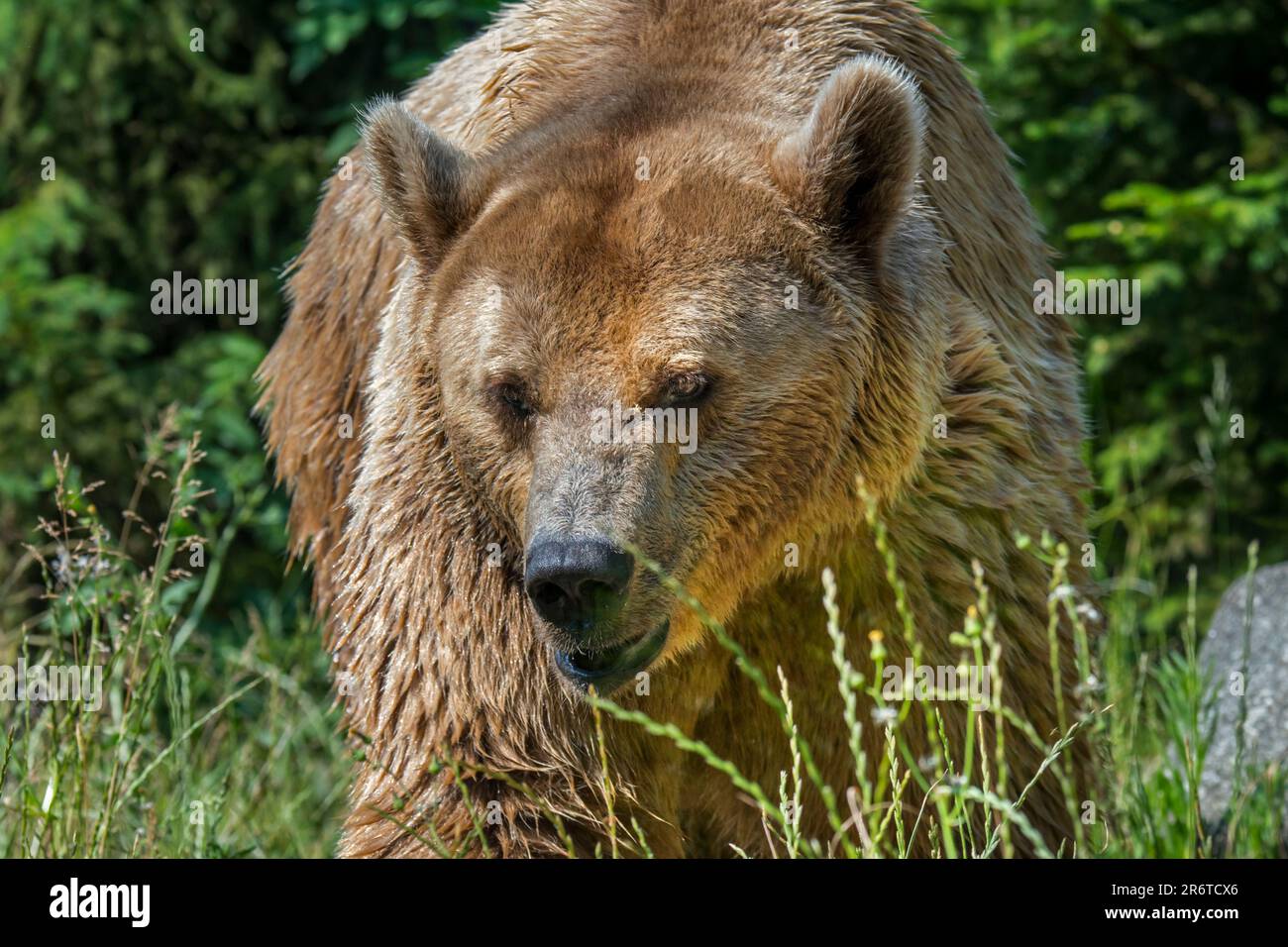 Europäischer Braunbär (Ursus arctos) verlässt Kiefernwald, um im Sommer im Grünland zu forschen Stockfoto