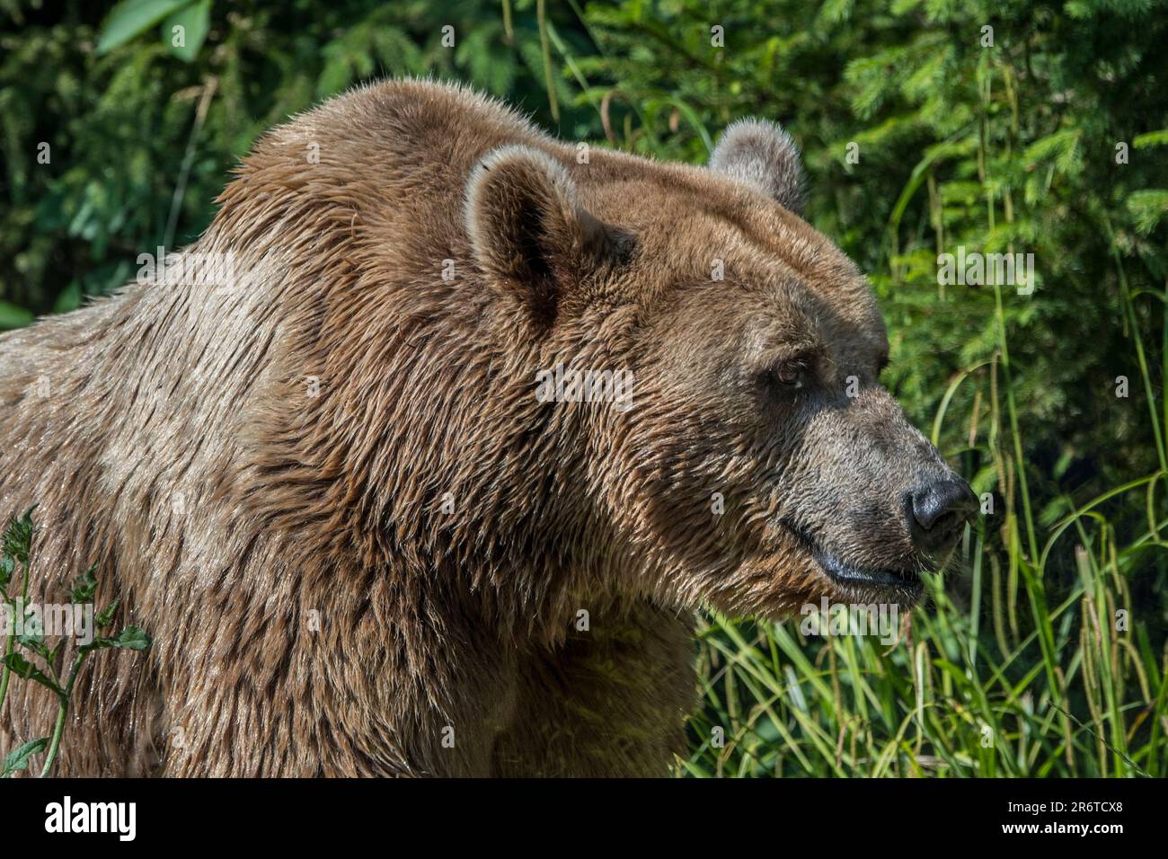Der Europäische Braunbär (Ursus arctos), der im Sommer im Grünland am Waldrand forstet Stockfoto