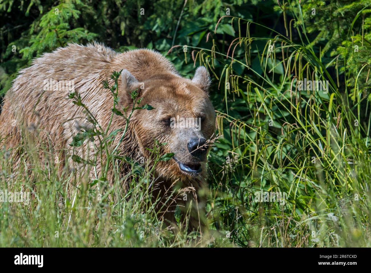 Der Europäische Braunbär (Ursus arctos), der im Sommer am Waldrand im Unterholz forstet Stockfoto