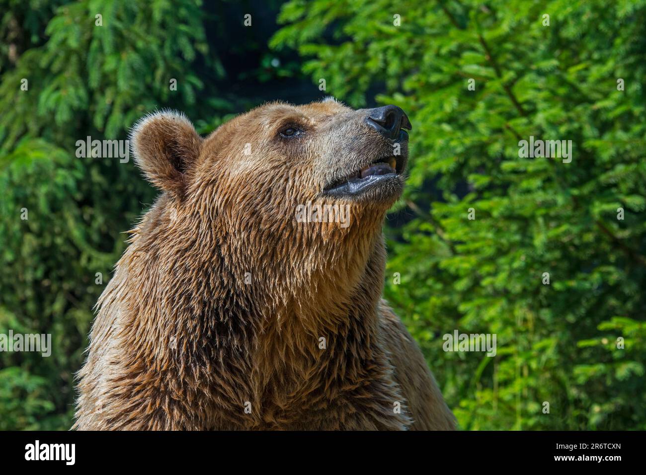Europäischer Braunbär (Ursus arctos) verlässt Kiefernwald, um im Sommer im Grünland zu forschen Stockfoto