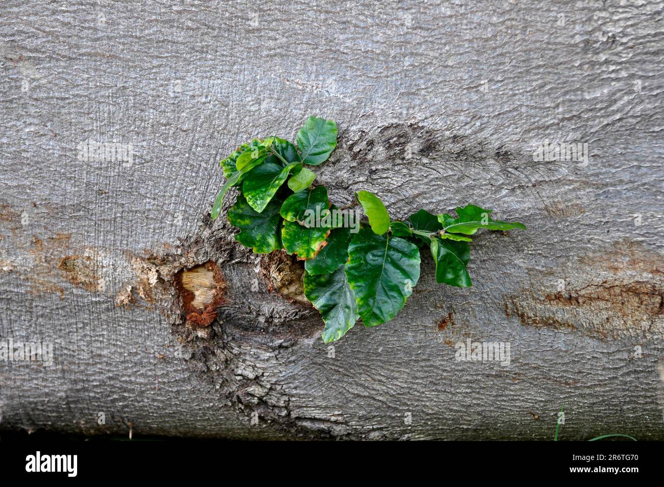 Geschlagener Buchenstamm mit neuen Sprossen Stockfoto