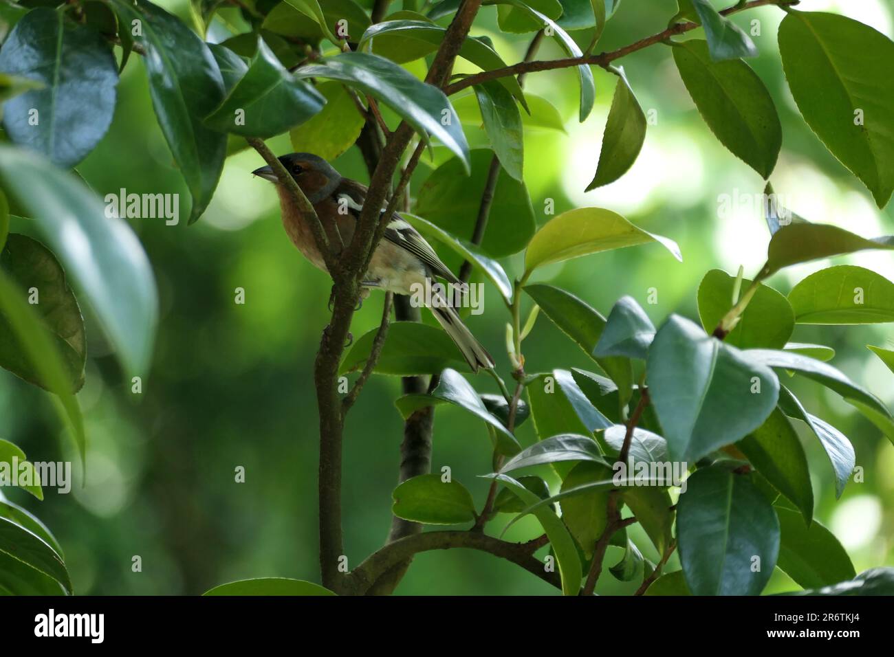 Buchfink auf einem Ast Stockfoto