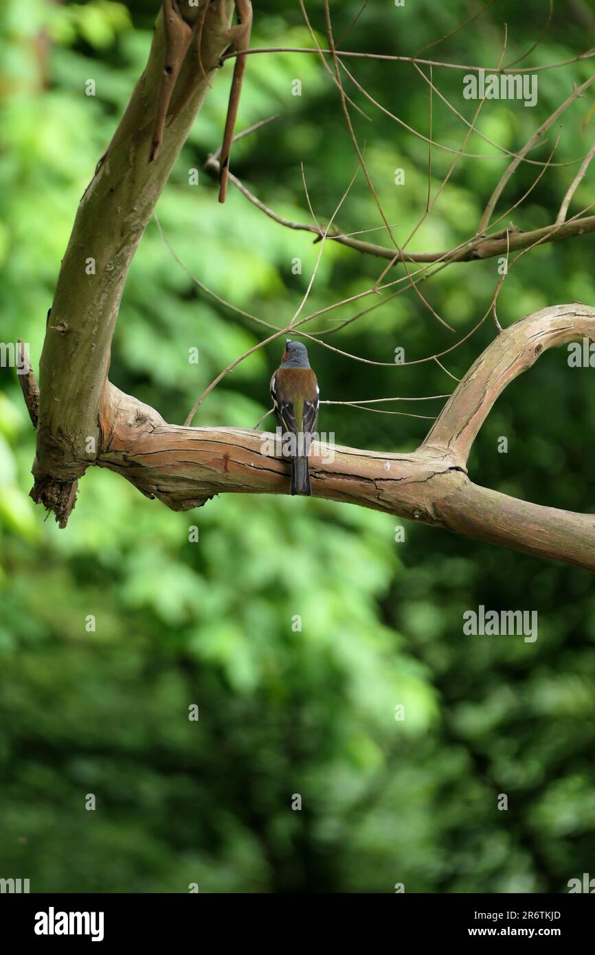 Abgewandte Spachtel sitzt auf einem Ast Stockfoto