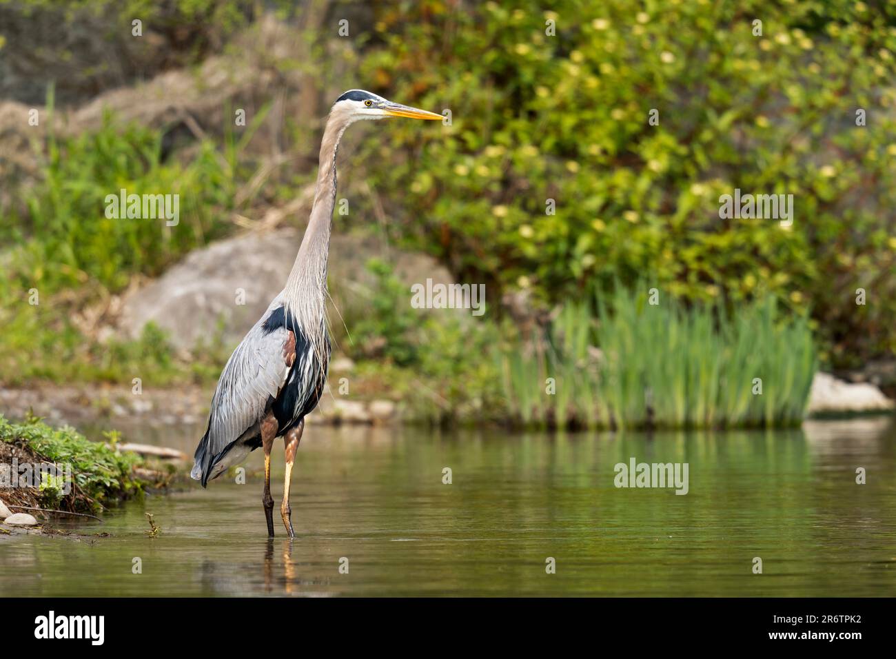 Großer Blaureiher (Ardia herodias) Stockfoto