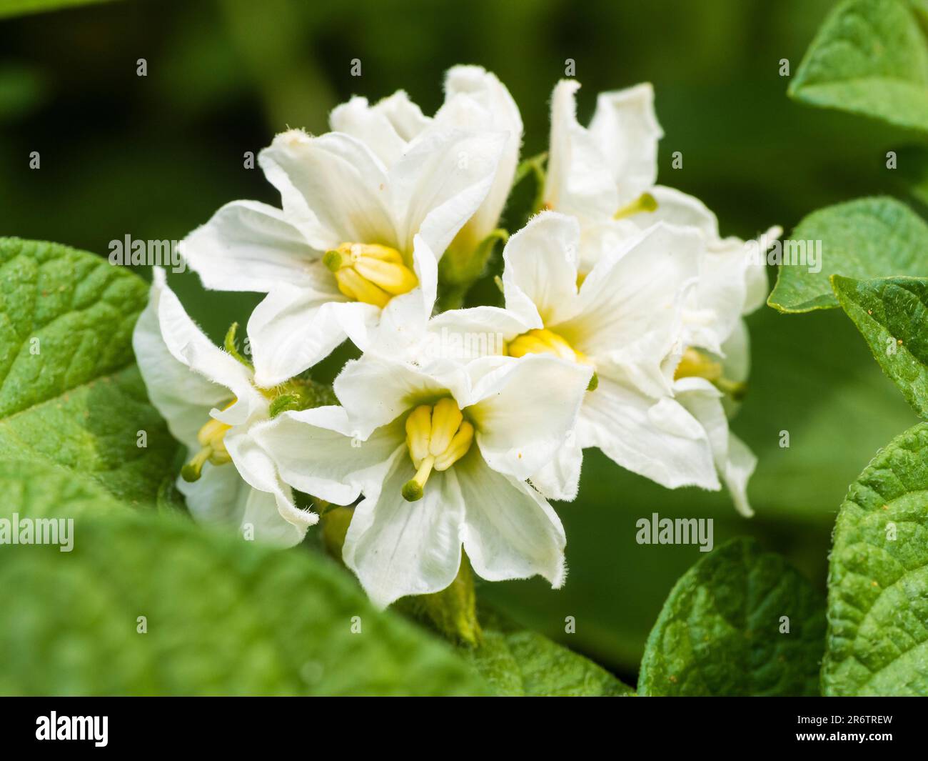 Weiße Blüten der ersten Frühkartoffel, Solanum tuberosum, „Duke of York“ Stockfoto