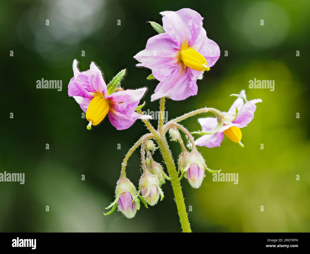 Lila Blüten der zweiten Frühkartoffel, Solanum tuberosum, „Maris Peer“ Stockfoto