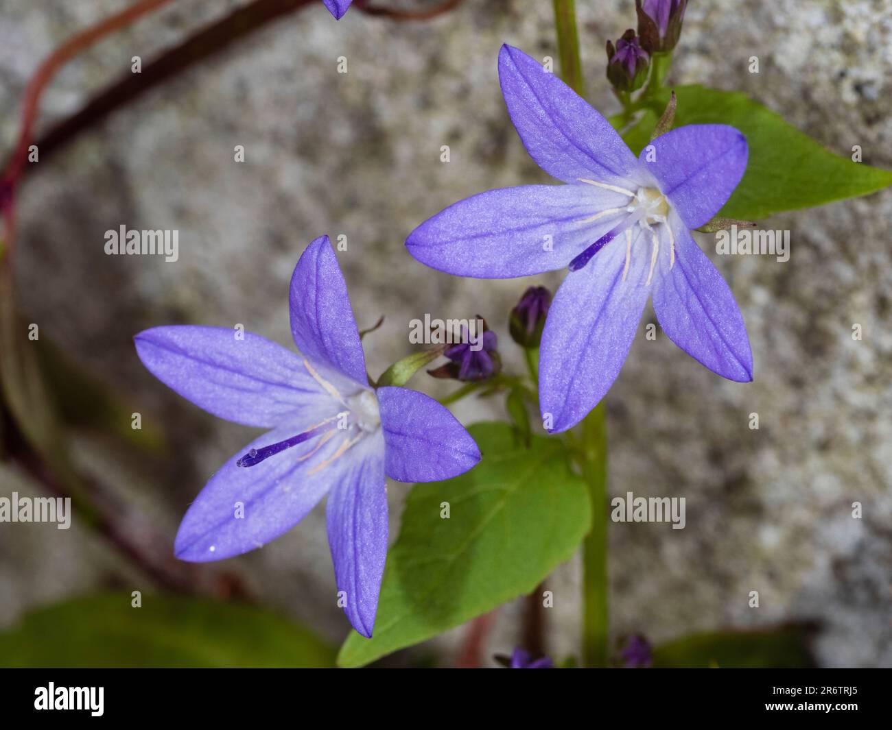 Stern wie blaue Blüten der nachlaufenden Glockenblume, Campanula poscharskyana, die gegen eine Wand wachsen Stockfoto
