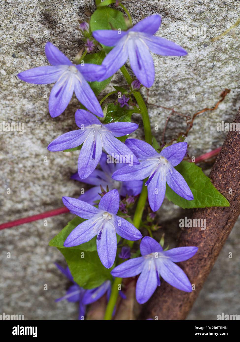 Stern wie blaue Blüten der nachlaufenden Glockenblume, Campanula poscharskyana, die gegen eine Wand wachsen Stockfoto
