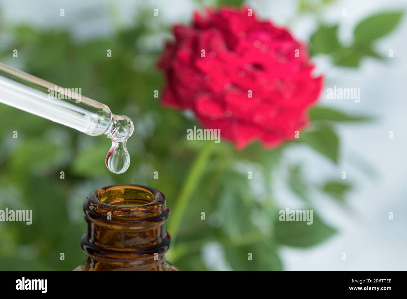 Ein Tropfen Rohmaterial fließt aus einer medizinischen Pipette. Ein kosmetischer Tropfer, aus dem Flüssigkeit tropft. Auf blauen Hintergrund fallen lassen. Speicherplatz kopieren Stockfoto