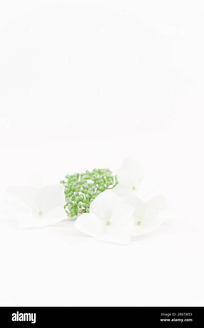 Weiße Blumen mit grünen Sprossen auf einer weißen Oberfläche, dekoratives Blumenmotiv Stockfoto