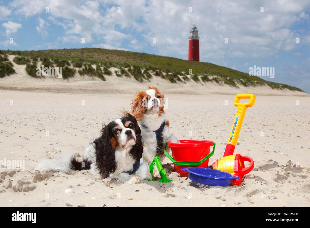 Kavalier König Charles Spaniel, Blenheim und Tricolor, am Strand, Texel Island, Niederlande, Sandspielzeug, Spielzeug Stockfoto