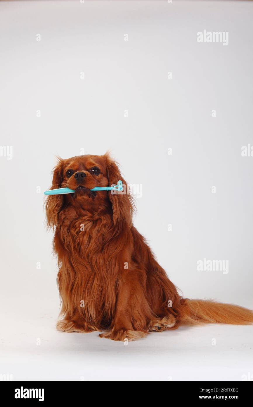 Kavalier König Charles Spaniel, rubinrot, mit Hundezahnbürste Stockfoto