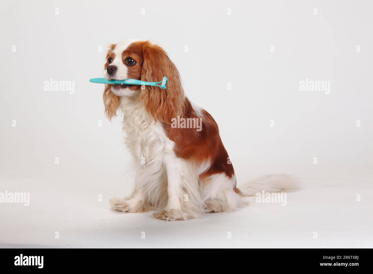 Kavalier König Charles Spaniel, blenheim, mit Hundezahnbürste Stockfoto